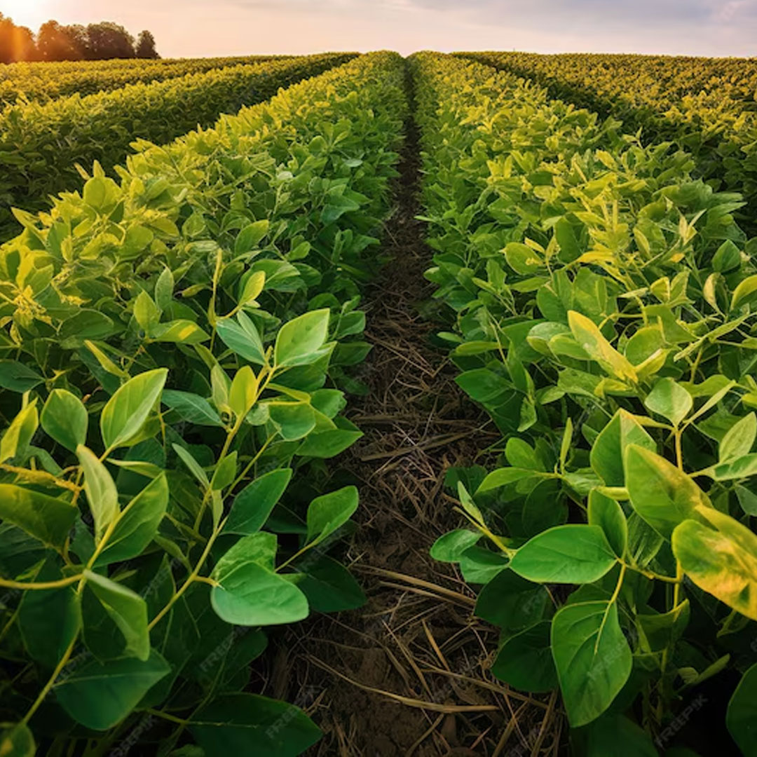 Industria agrícola como insecticida