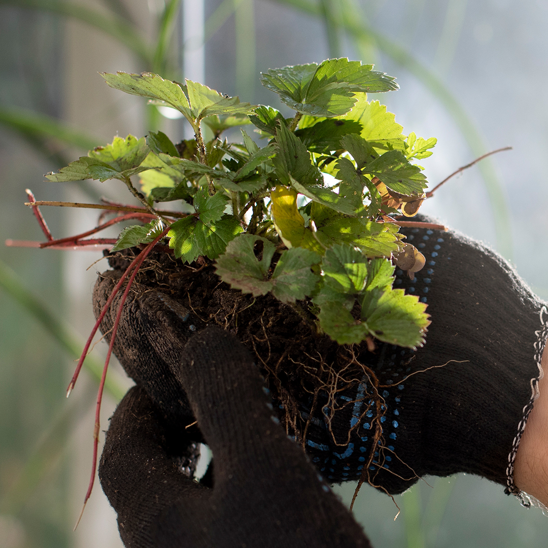 Tratamiento de plantas